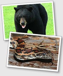 NJ Wildlife
