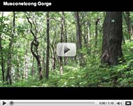 Musconetcong Gorge