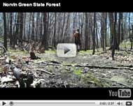 Norvin Green - High Point, Chik Falls and Otter Hole