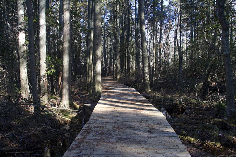 Belleplain State Forest East Creek Trail