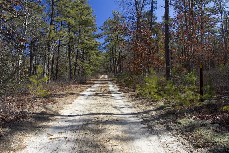 Escape to the Wild: Unwinding in New Jersey's Bass River State Forest