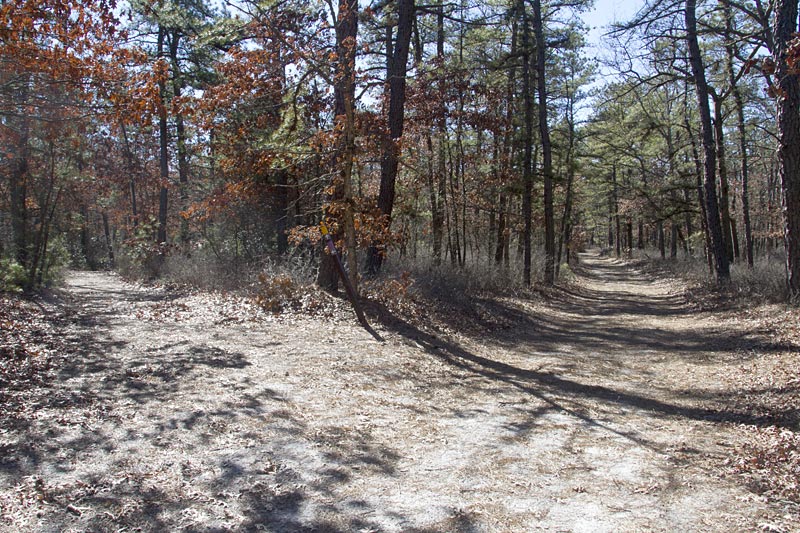 Bass River State Forest