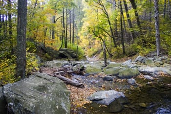 fall-foliage