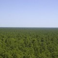 View from Apple Pie Hill Fire Tower