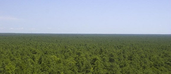 View from Apple Pie Hill Fire Tower