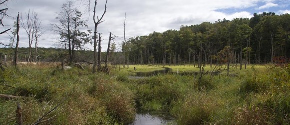 Wawayanda State Park