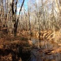Turkey Swamp - Manasquan River