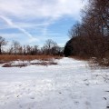 Helyar Woods