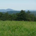 Field of Fox Tail grass on Boondocks Farm in Hillsborough - Image from nj.com