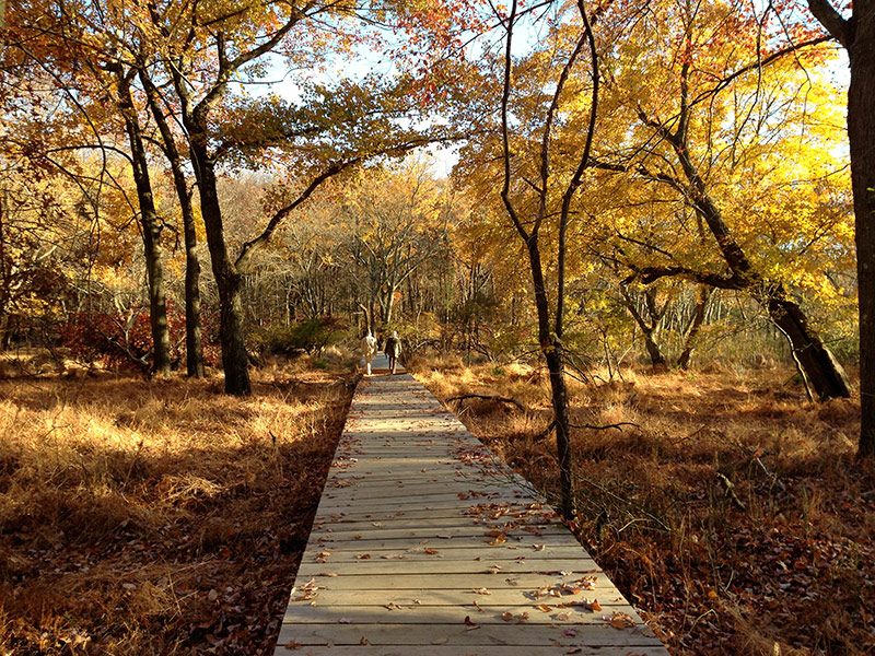 cheesequake-state-park-green-trail-njhiking