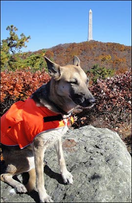 Blaze Orange Dog Vest