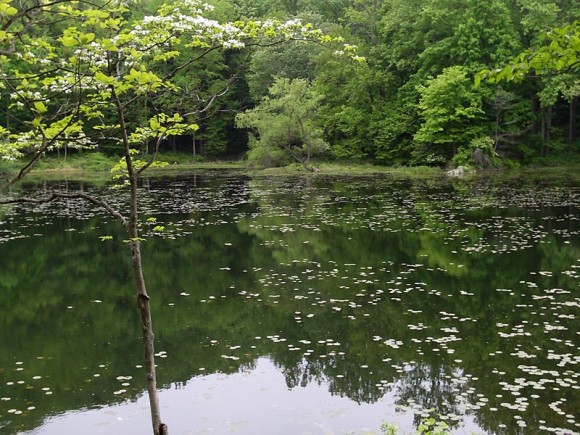 Ghost Lake surrounded by green trees