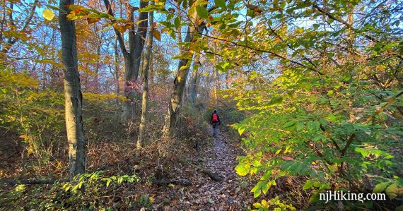 Hiker on the Watchung Reservation Sierra Trail.