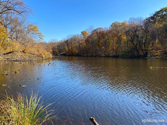 Yellow fall foliage around Lake Surprise.