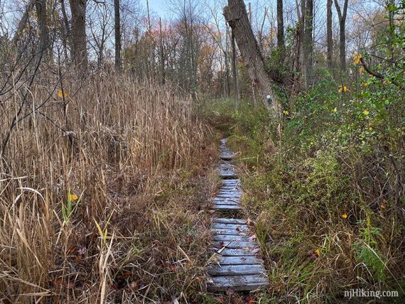 Wood plank boardwalk surrounded by vegetation.