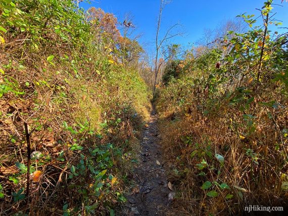 Narrow trail with tall vegetation on either side.