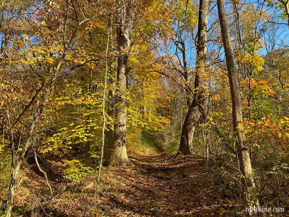 Bright yellow foliage along the Sierra Trail around Lake Surprise.