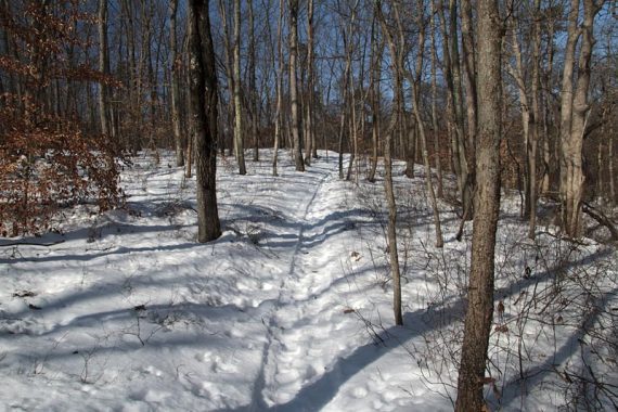 Trail at Turkey Swamp County Park