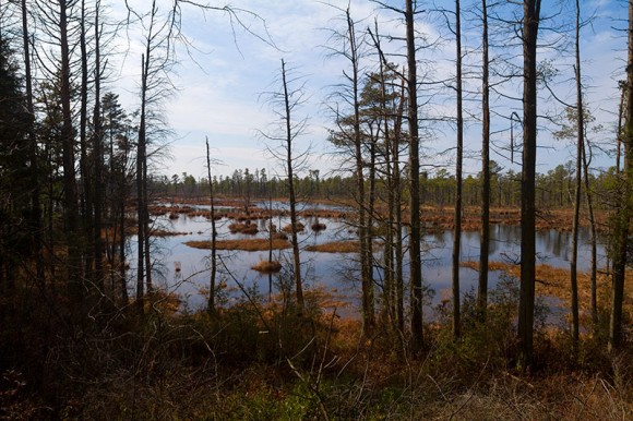 Mullica River from Atsion to Quaker Bridge.