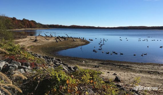 Curved sandy shoreline of a reservoir, with ducks swimming