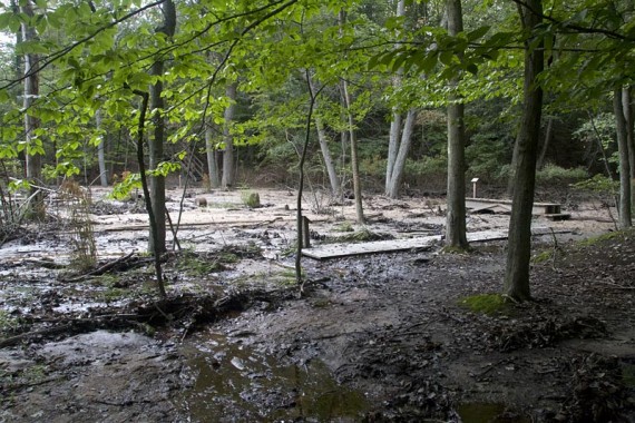 Cheesequake trail damage from Hurricane Irene