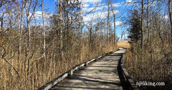 Long wooden walkway through tall reeds.