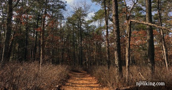 Flat trail through a pine forest.