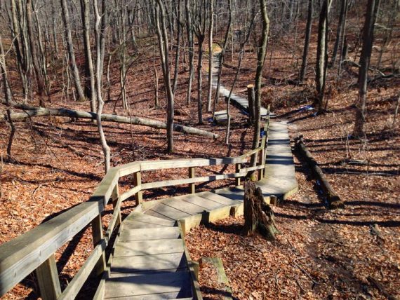 Boardwalk and wooden stairs at Cheesequake State Park.