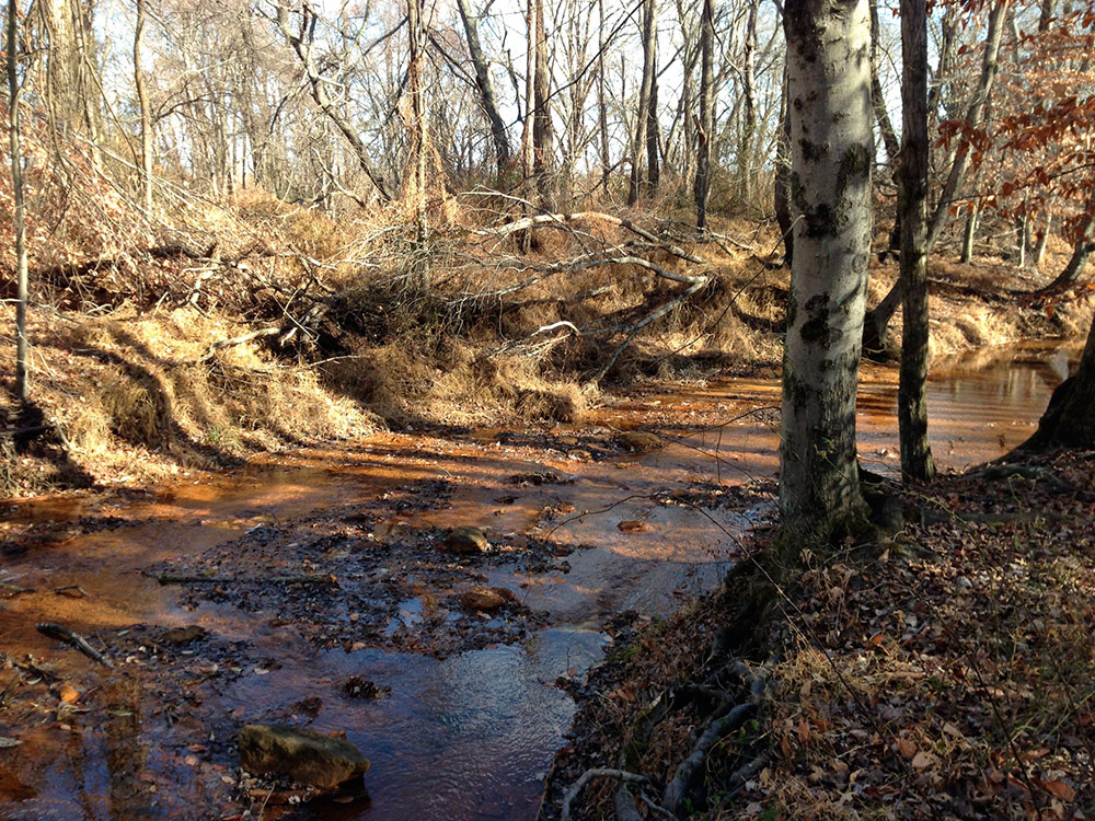 Turkey Swamp Manasquan Trail