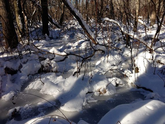 Frozen forest