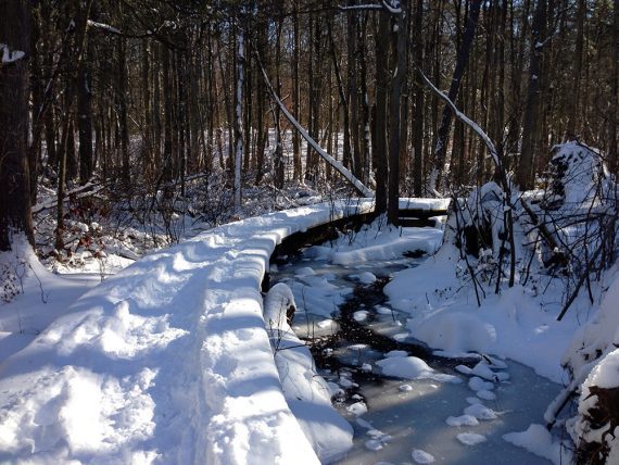 Curved boardwalk through a frozen cedar swamp