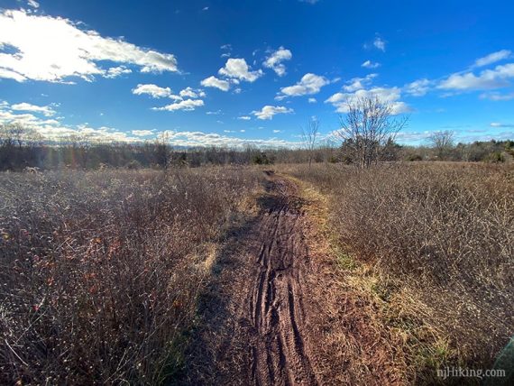 Trail through a field