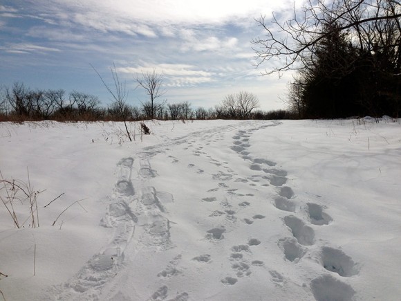 Six Mile Run - Jacques Lane