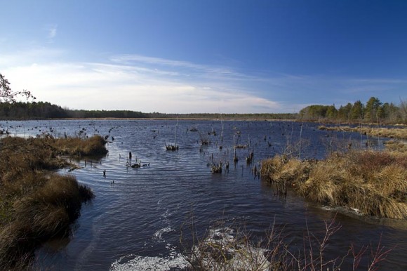 Pakim Pond Cranbury Bog
