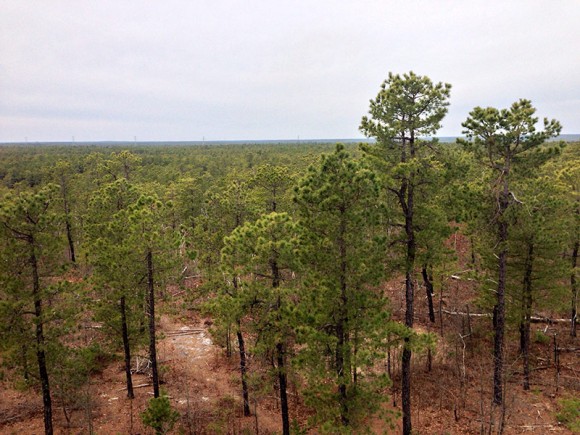 View over a pine forest from an observation deck.