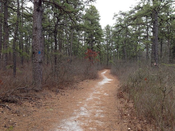 Pine needle covered sandy trail at Jakes Branch.