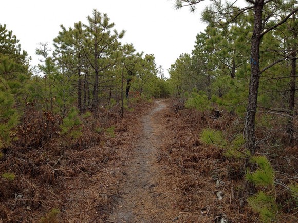 Short pine trees lining a hiking trail.