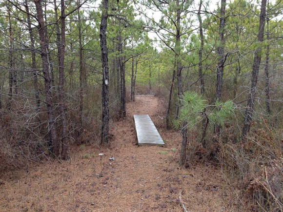 Plank boardwalk on a trail through a pine forest.