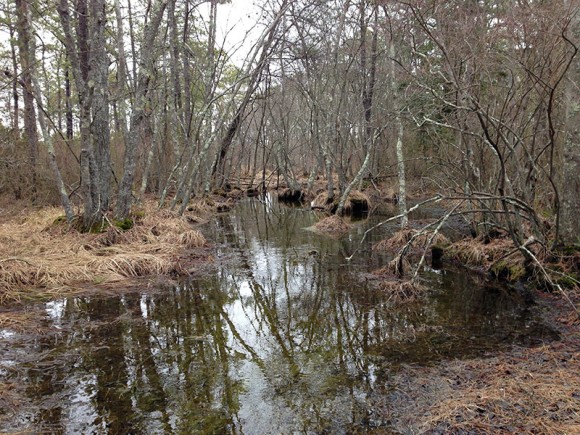 Small stream with trees sticking out of the edges.