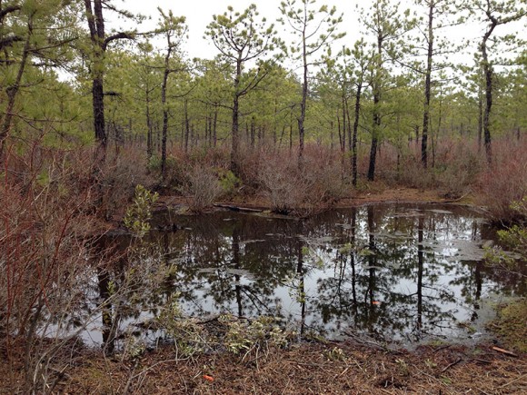 Small pond surrounded by pine trees.