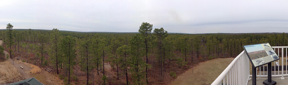 Panorama from observation deck over a pine forest.