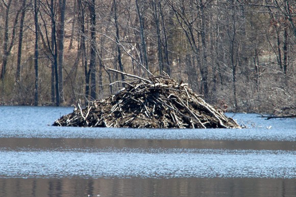 Apshawa Beaver Lodge