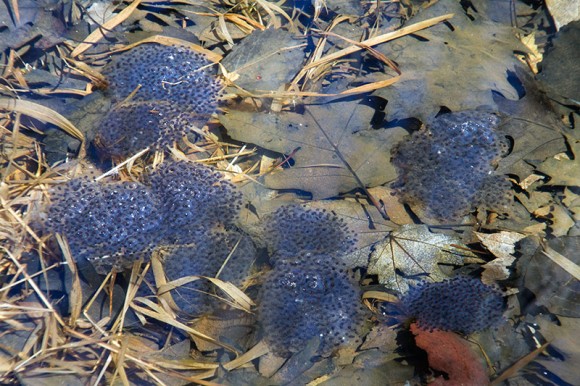 Frog Eggs