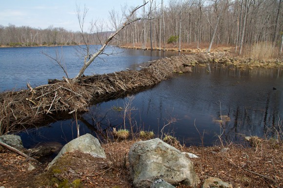 Beaver Dam