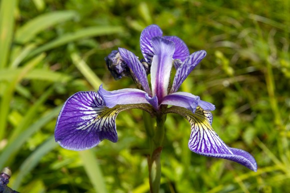 Purple wildflower