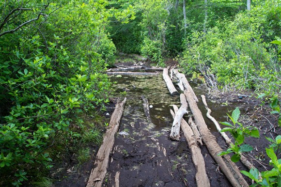 Wet and muddy trail crossing on logs