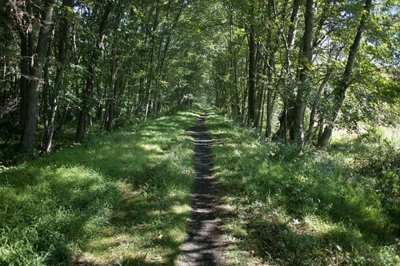 Narrow dirt bike trail surrounded by grass on both sides.