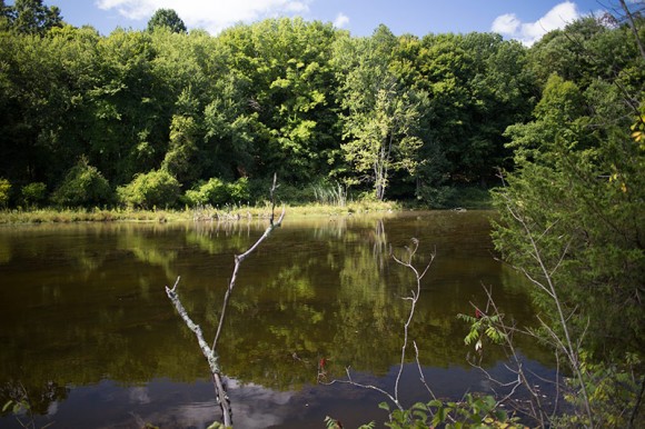 Small pond with green trees reflecting in it.