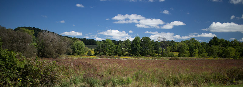 Panoramic photo of a field with tall green trees in the distance.