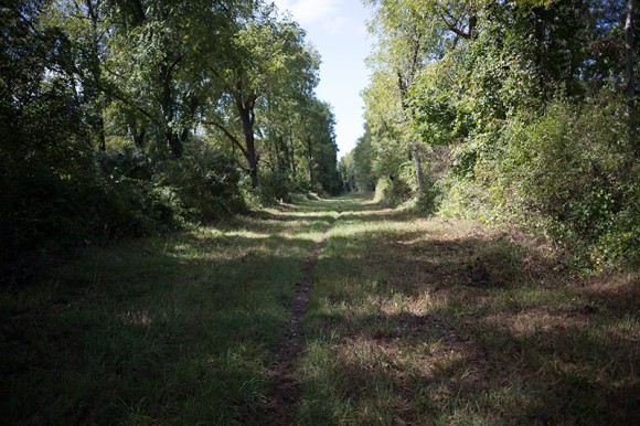 Thin faint bike trail in the middle of a grass utility cut with trees on either side.